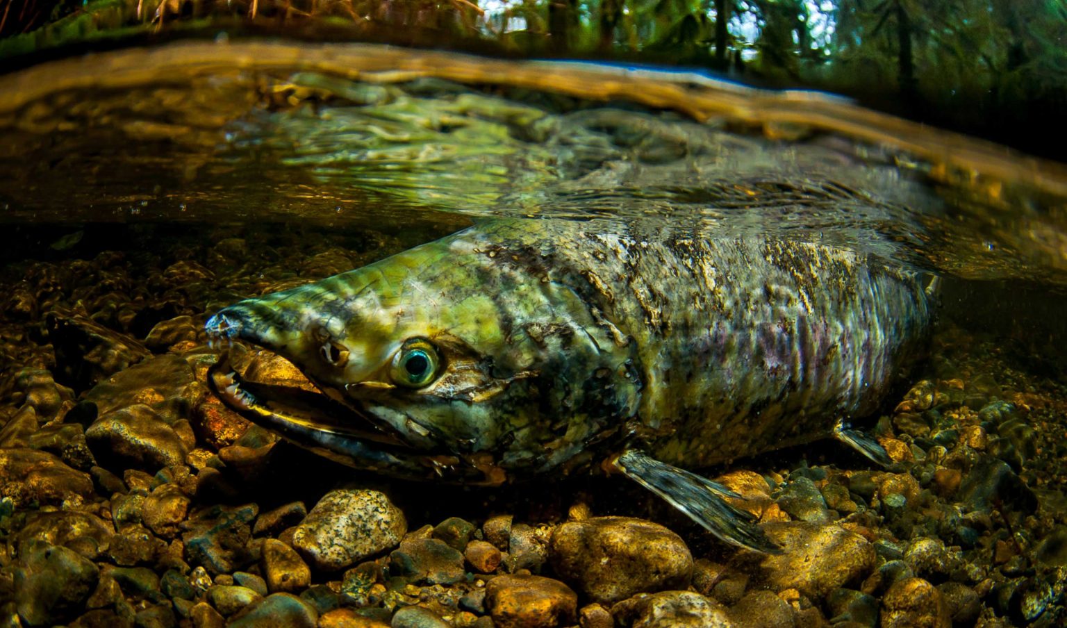 Urban Wild: Columbia River Chum Salmon - Confluence Project